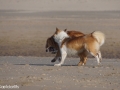 IJslandse Honden spelen strand.jpg