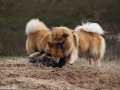 IJslandse Honden spelen.jpg