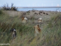 IJslandse Honden staarten rennen.jpg