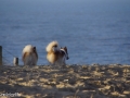 IJslandse Honden strand staarten.jpg