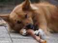 IJslandse Honden voeding.jpg