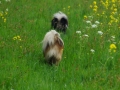 IJslandse Honden Loetbos mei 2015