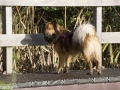 IJslandse Hond Muni Reu 4,5 jaar oud