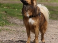 IJslandse Hond Muni Reu 4,5 jaar oud