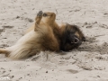 IJslandse Hond Muni Reu 4 jaar oud