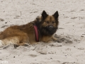 IJslandse Hond Muni Reu 4 jaar oud