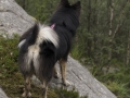 Noorwegen IJslandse Hond (26)