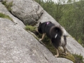 Noorwegen IJslandse Hond (27)