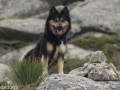 Noorwegen IJslandse Hond (29)