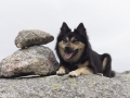 Noorwegen IJslandse Hond (30)