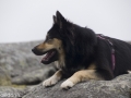 Noorwegen IJslandse Hond (33)