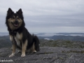 Noorwegen IJslandse Hond (35)