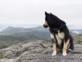 Noorwegen IJslandse Hond (36)