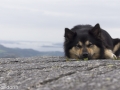 Noorwegen IJslandse Hond (38)