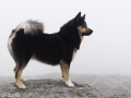 Noorwegen IJslandse Hond (44)