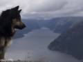 Noorwegen IJslandse Hond (51)
