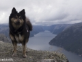 Noorwegen IJslandse Hond (52)