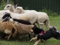 IJslandse Honden Schapendrijven Workshop 1 Juli 2015