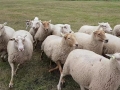 Svanmey-schapendrijven-2020-02