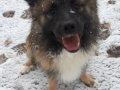 IJslandse Hond Vík 15 maanden oud