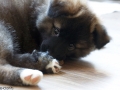IJslandse Hond Vík 8 weken oud