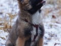 IJslandse Hond Vík 3 maanden oud