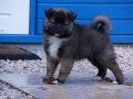 IJslandse Hond Vík 8 weken oud