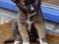 IJslandse Hond Ylfa 8 weken oud