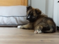 IJslandse Hond Ylfa 8 weken oud