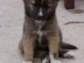 IJslandse Hond Ylfa 9 weken oud
