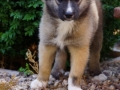 IJslandse Hond Ylfa 10 weken oud