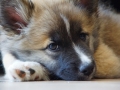 IJslandse Hond Ylfa 10 weken oud