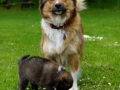 IJslandse Hond Ylfa 5 weken oud met moeder