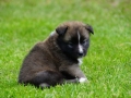 IJslandse Hond Ylfa 5 weken oud