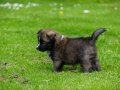 IJslandse Hond Ylfa 5 weken oud