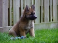 IJslandse Hond Ylfa 12 weken oud