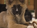 IJslandse Hond Ylfa 13,5 weken oud