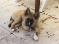 IJslandse Hond Ylfa 13,5 weken oud