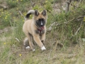 IJslandse Hond Ylfa 15 weken oud