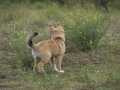 IJslandse Hond Ylfa 15 weken oud