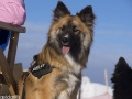 IJslandse Hond Ylfa 10 maanden oud