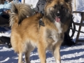 IJslandse Hond Ylfa 10 maanden oud