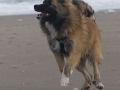 IJslandse Hond Ylfa 6 maanden oud