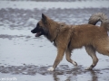 IJslandse Hond Ylfa 6 maanden oud