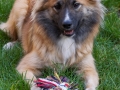 IJslandse Hond Ylfa 1,5 jaar oud