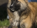 IJslandse Hond Ylfa 6,5 maanden oud