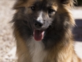 IJslandse Hond Ylfa 11 maanden oud