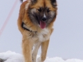 IJslandse Hond Ylfa 2 jaar oud