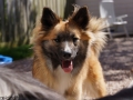 IJslandse Hond Ylfa 1 jaar oud