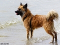 IJslandse Hond Ylfa 2 jaar oud